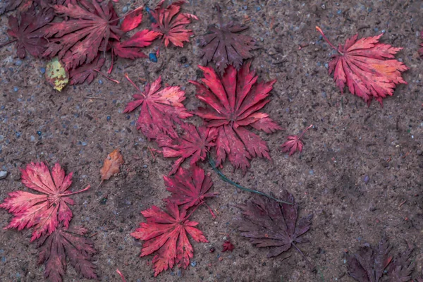 Die Nahaufnahme Roter Japanischer Ahornblätter Auf Dem Boden — Stockfoto