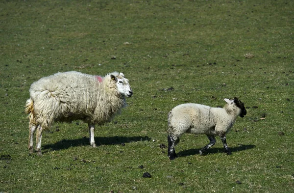 Eine Nahaufnahme Von Schafen Schleswig Holstein — Stockfoto