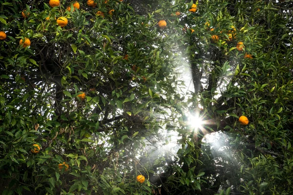 Tiro Baixo Ângulo Uma Árvore Com Tangerinas Maduras Sob Luz — Fotografia de Stock