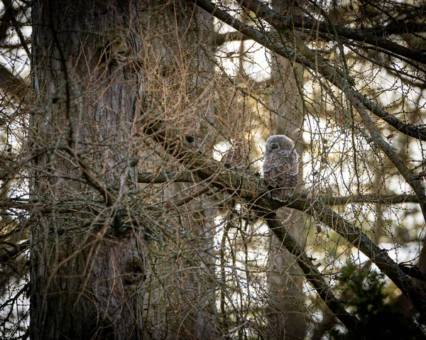 Owl Tree Branch — Stock Photo, Image