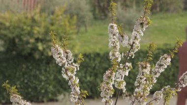 Parkta büyüyen çiçek açan bir ağacın yakın çekimi.