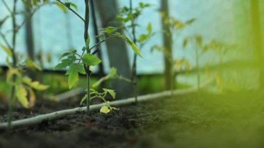 Bahçede seçici bir domates yetiştirme