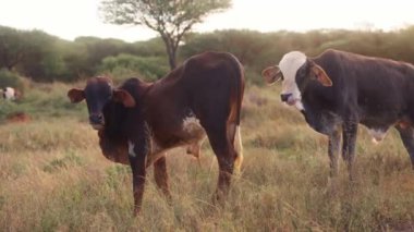 Altın saat boyunca tarlada bir inek sürüsü