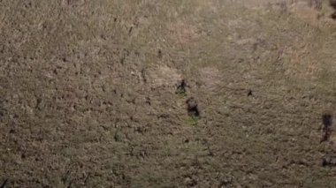 Bulgaristan 'ın Sofya kentindeki ağaçlı bir arazinin hava görüntüleri