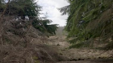 Hollanda, Drenthe eyaleti, Evertsbos Ormanı 'ndaki ağaçlara ve araziye yakınlaşın.
