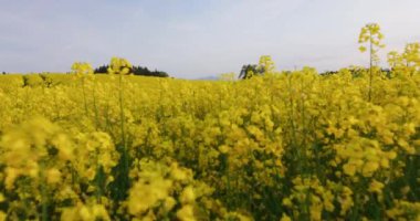 Kayıp Bavyera Çiftliği 'ndeki sarı bir kolza tohumu tarlasının büyüleyici görüntüsü.