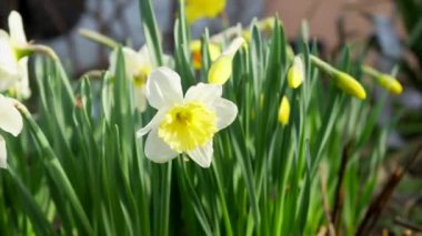 Bulanık bir arkaplanda beyaz ve sarı nergis çiçeğinin (Narcissus) yakın çekimi