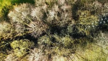 Ağaçlı bir arazide nehir manzaralı bir hava aracı.