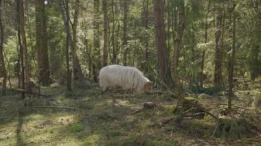 Hollanda 'nın Drenthe eyaletinde Evertsbos ormanında yürüyen beyaz bir koyun.