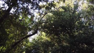 İtalya, Floransa 'da yeşil ağaçlardan oluşan tünel olan Pitti Palace Boboli bahçesinin 4K' sı.
