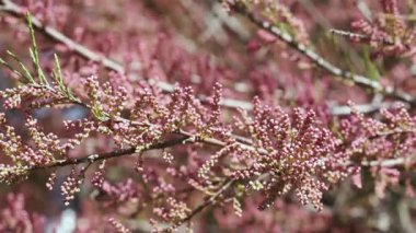 Branch with pink flowers od tamarix salt cedar tree , beautiful ornamental plant