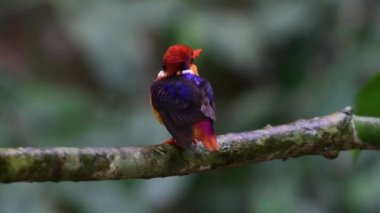 Siyah sırtlı balıkçı bir derenin üzerine tünemiş ve balık yakalıyor.