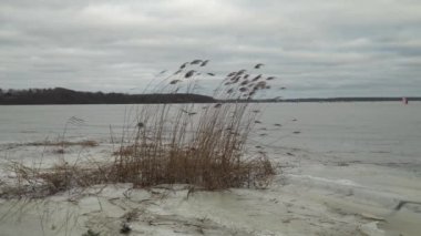 Okyanus kıyısındaki kurumuş bitkilerin yakın çekim görüntüleri rüzgardan uzaklaşıyor.