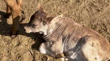 Çayırdaki sevimli buzağı kırsal çiftlik yaşamının oyun ve dinlenme konsepti