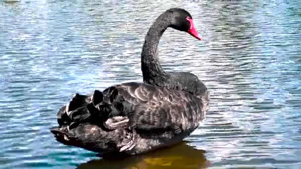 Cisne Negro Agraciado Acicalando Sus Plumas — Vídeos de Stock