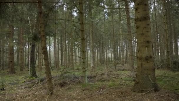 Hollanda Nın Drenthe Eyaleti Evertsbos Ormanındaki Sık Ağaçların Manzarası — Stok video