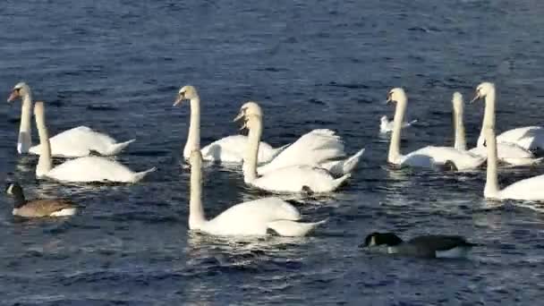 Manada Cisnes Que Mueven Sobre Lago — Vídeo de stock