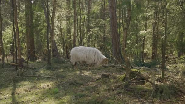 Hollanda Nın Drenthe Eyaletinde Evertsbos Ormanında Yürüyen Beyaz Bir Koyun — Stok video