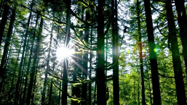 Colori Verdi Della Foresta Estiva Kalimantan Timur Indonesia — Video Stock