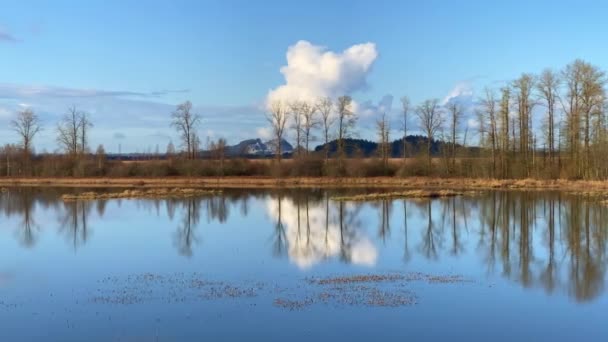 Een Prachtig Meer Dat Zijn Omgeving Weerspiegelt Pitt Meadows Canada — Stockvideo