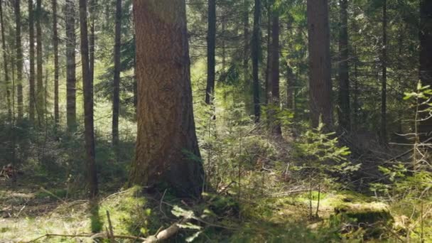 晴れた日にエバツボス国立森林の緑の巨大なモミの木 — ストック動画