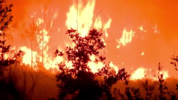Noční Pohled Lesní Požár Kalimantan Timur Indonésie — Stock video
