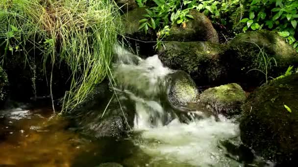 Rzeka Zielonych Kolorach Lasu Letniego Kalimantan Timur Indonezja — Wideo stockowe