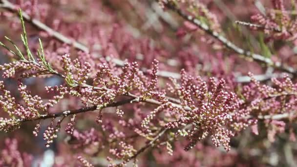 Branch Pink Flowers Tamarix Salt Cedar Tree Beautiful Ornamental Plant — Stockvideo