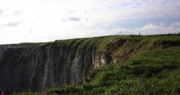 Eine Schar Von Brds Schwebt Über Einem Canyon Unter Einem — Stockvideo