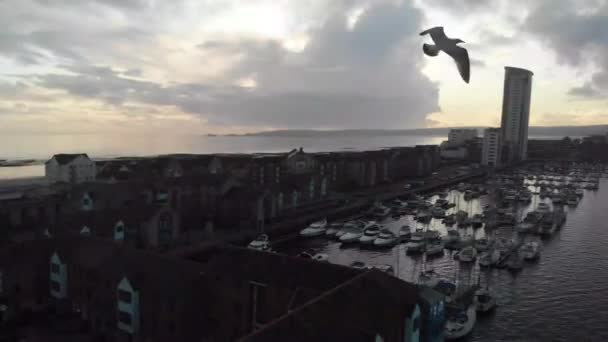 Ein Schöner Weißer Vogel Fliegt Durch Die Stadt — Stockvideo