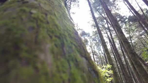 Une Forêt Fraijanes Costa Rica — Video