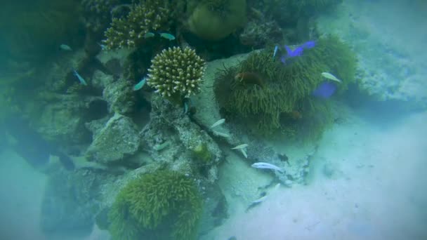 Les Poissons Nageant Dessus Des Récifs Coralliens Sous Marins Aux — Video