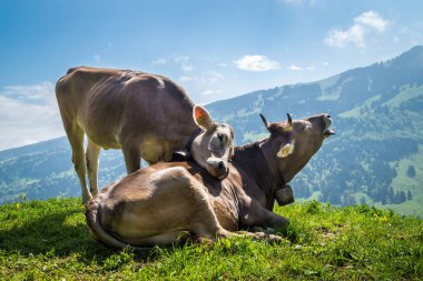 Güneşli bir havada, kırsal bir bölgede, bir tepenin üstünde ineklerin manzarası.