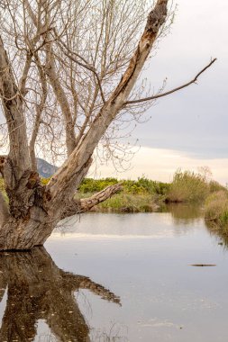 Vahşi doğada sakin bir göl.