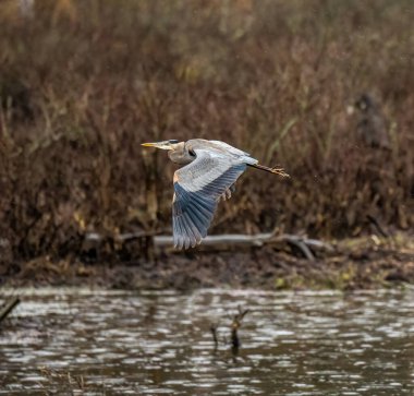 Bulanık bir arka planda, ormanda suyun üzerinde uçan mavi bir balıkçıl.
