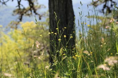 Ormanda büyüyen güzel bir ağacın alçak açılı görüntüsü.