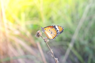 Bir bitkinin üzerinde canlı bir kral kelebeği
