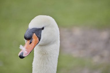 Güzel, dilsiz kuğu Cygnus Renk 'in yakın çekimi..