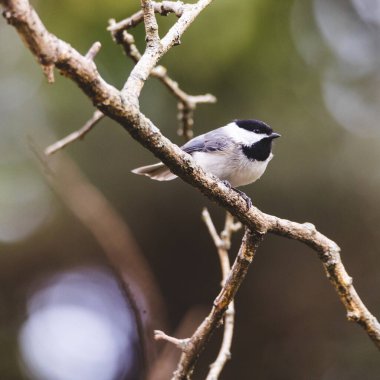 Bir ağaç dalına tünemiş Carolina Chickadee 'nin seçici bir odak noktası.