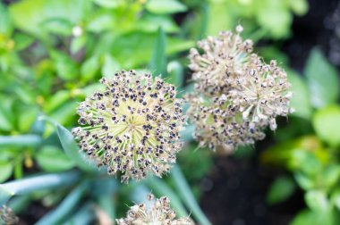 Tohumlara karışmış bir çiçek başı.