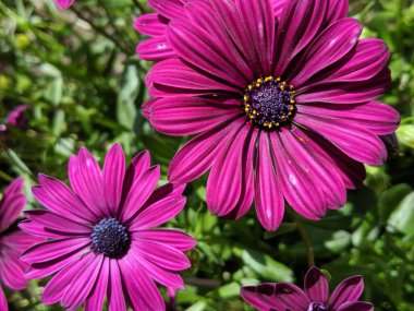 Bahçedeki güzel pembe papatya çiçeklerinin dikey çekimi.