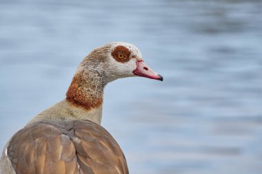 Arkadan göle bakan Mısırlı bir kazın yakın çekimi.