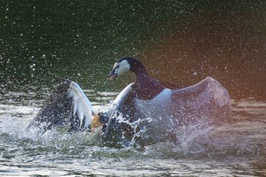 İsviçre, Basel 'de bir kaz rahibeyle dövüşen bir kaz (Mısırlı kaz)