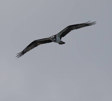 Güneşli bir günde mavi gökyüzünde uçan bir Osprey kuşunun düşük açılı görüntüsü.