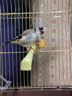 Küçük bir kafesin içinde tek bir GoldFinch kuşu.