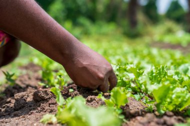 Yerde marullara dokunan bir elin yakın çekimi.