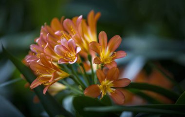 Natal Lily çiçeklerinin seçici odak noktası.