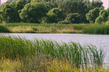 Gölü ve sonbahar ağaçları olan güzel bir orman manzarası.