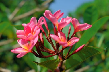 Red Frangipani 'nin bulanık arkaplandaki yakın çekimi