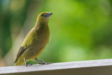Sarı boğazlı mutluluğun seçici odak noktası.
